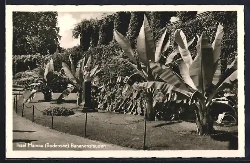 AK Insel Mainau /Bodensee, Bananenstauden