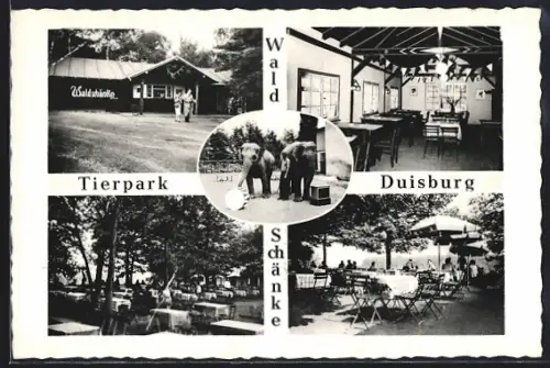 AK Duisburg, Tierpark, Waldschänke, Aussenterrasse, Innenansicht, Elefanten