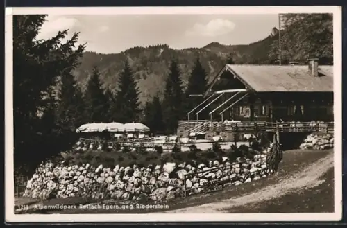 AK Rottach-Egern a. Tegernsee, Alpenwildpark, Blick zum Riederstein