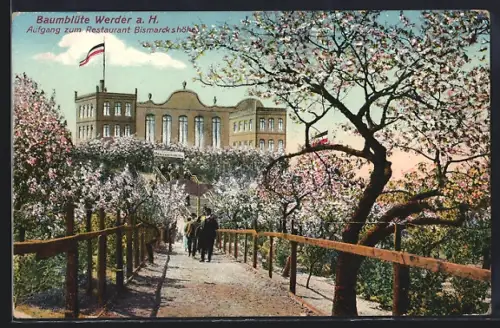 AK Werder a. H., Baumblüte, Aufgang zum Restaurant Bismarckshöhe