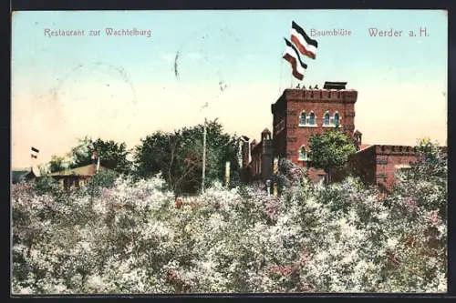 AK Werder a. H., Restaurant zur Wachtelburg, Baumblüte