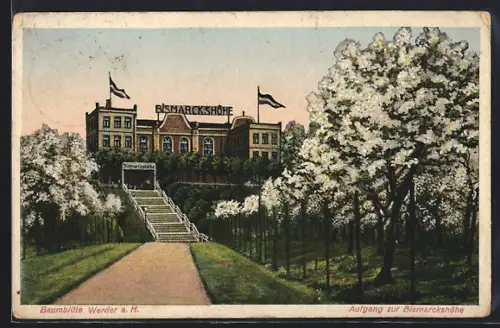 AK Werder a. H., Bismarckhöhe, Aufgang, Baumblüte