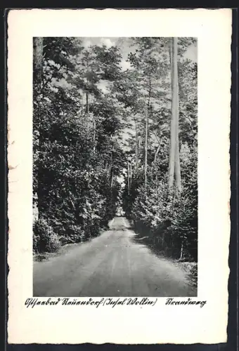 AK Neuendorf / Insel Wollin, Strandweg im Wald