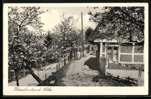 AK Lühe / Altenland, Blühende Kirschbäume, Fachwerkhaus, Dorfstrasse