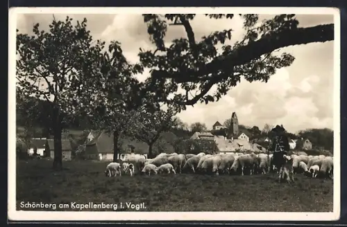 AK Schönberg / Vogtl., Kapellenberg, Ortspartie, Schäfer mit Herde