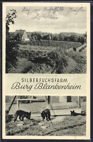 AK Blankenheim / Eifel, Silberfuchsfarm, Silberfuchs-Welpen im Gehege