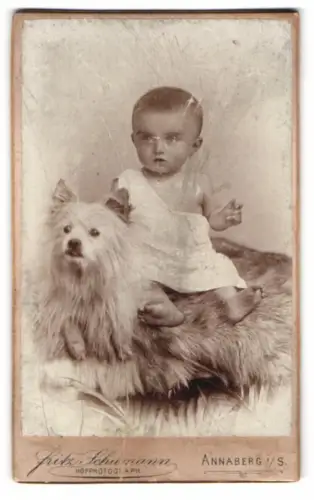 Fotografie Fritz Schumann, Annaberg i. Sa., Johannisgasse, Kind auf Fell mit Spitz Hund