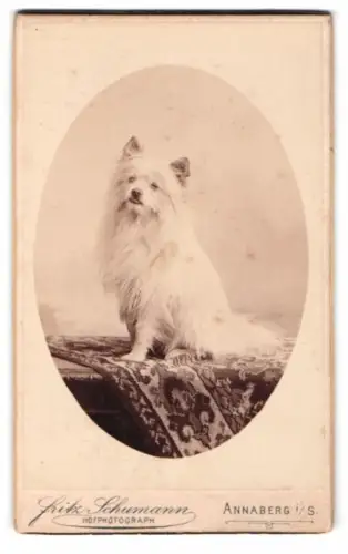 Fotografie Fritz Schumann, Annaberg i/S, Hund Spitz auf dekorativem Teppich
