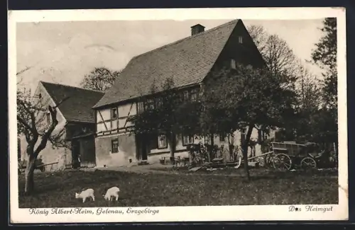 AK Gelenau / Erzgeb., König Albert-Heim, Heimgut