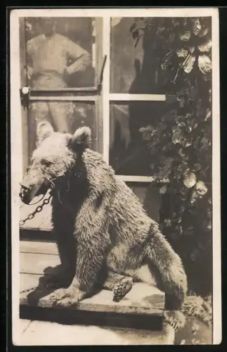 Foto-AK Tanzbär mit Maulkorb und Kette