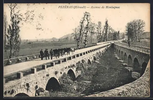 AK Pezénas /Hérault, Avenue de Montagnac avec troupeau sur le pont