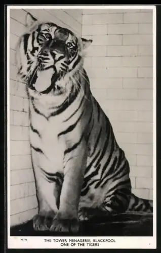 AK Blackpool, The Tower Menagerie, One of the Tigers