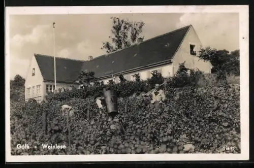 AK Golk, Weinlese