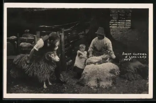 AK Lakeland, Sheep clipping
