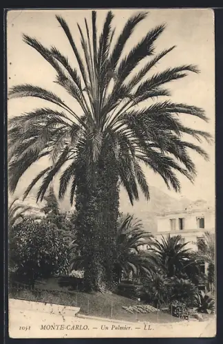 AK Monté-Carlo, Un Palmier