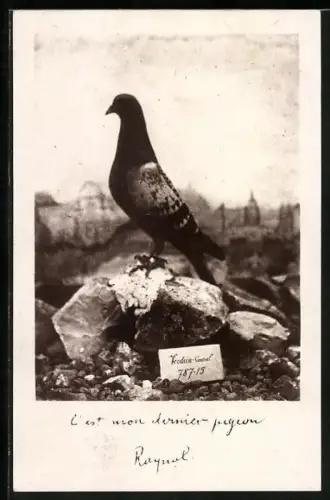 Künstler-AK Brieftaube auf einem Stein sitzend