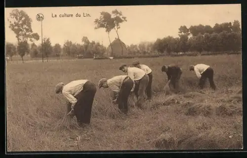 AK La culture du Lin, Leinsamenernte