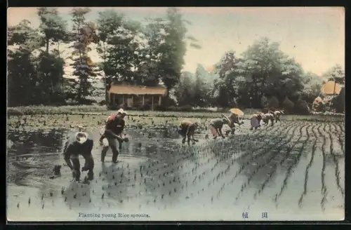 AK Junge Reispflanzen werden von Bauern gepflanzt
