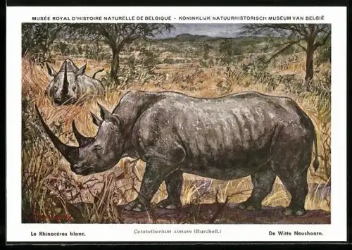 Künstler-AK Ceratotherium simum, Breitmaulnashorn