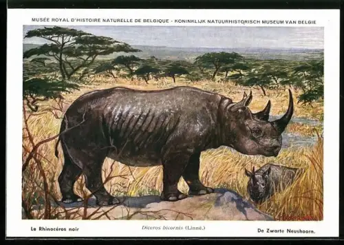 Künstler-AK Diceros bicornis, Spitzmaulnashorn