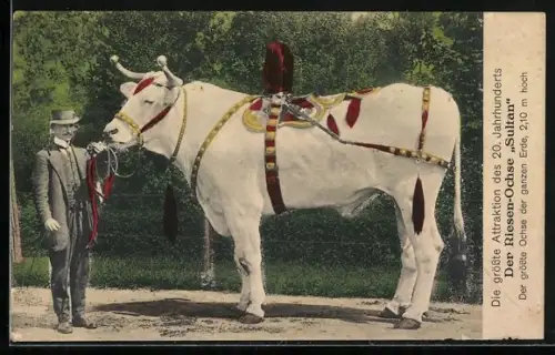 AK Der Riesen-Ochse Sultan
