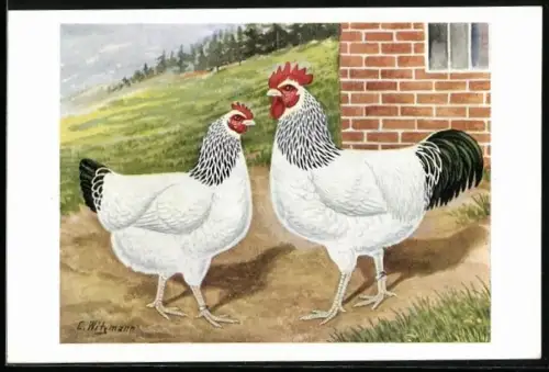 Künstler-AK Hahn und Henne der Rasse Helle Sussex