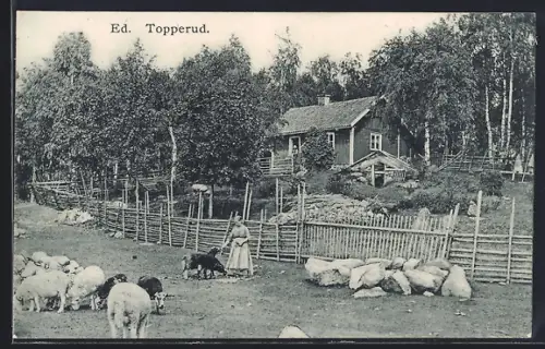 AK Topperud, Mädchen bei der Fütterung der Schafe