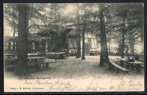 AK Brachenfeld, Gastwirtschaft Zur Waldwiese, Gartenansicht