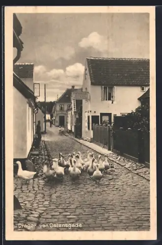 AK Dragor, Van Ostensgade, Strassenpartie mit Gänsen
