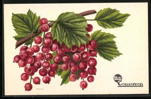 AK Rote Johannisbeeren, Zweig m. Früchten, Reklame Hero-Conserven