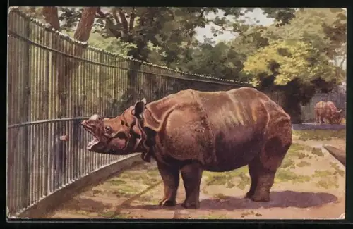 AK London, Zoological Gardens, Rhinoceros, Nashorn