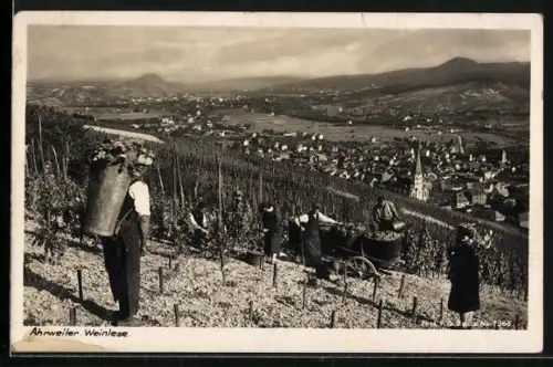AK Ahrweiler, Bei der Weinlese, Blick ins Land