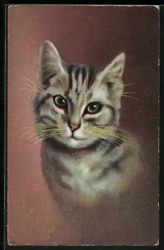 AK Getigerte Katze mit intensivem Blick