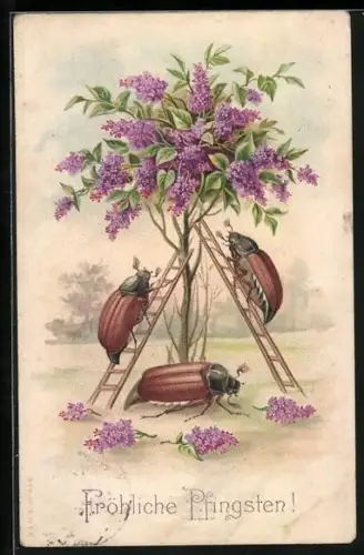 AK Maikäfer klettern einen Fliederstrauch empor, Fröhliche Pfingsten!