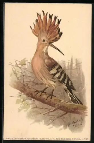 Künstler-AK Wiedehopf, Upupa epops