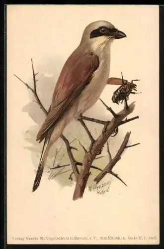 Künstler-AK Rotrückiger Würger mit Käfer auf einem Ast sitzend