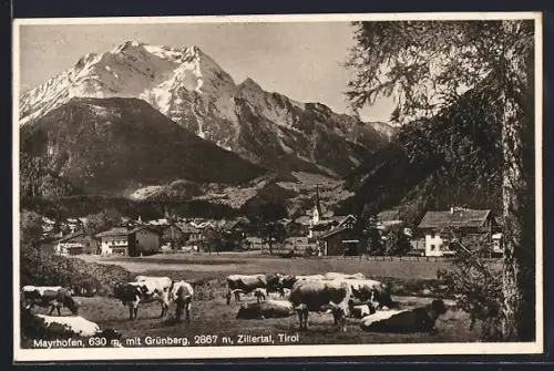 AK Mayrhofen, Ortsansicht mit Grünberg und Zillertal, Kühe