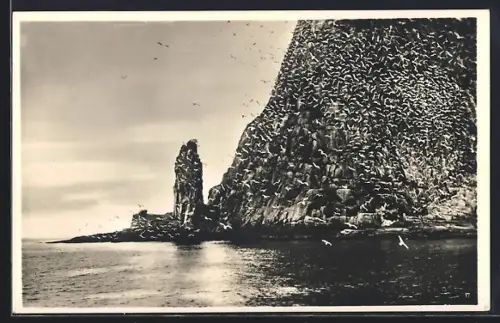 AK Vogelkolonie am Felsen