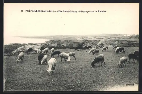 AK Préfailles /Loire-Inf., Côte Saint-Gildas, Pâturage sur la Falaise