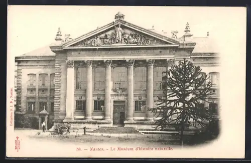 AK Nantes, Le Muséum d`histoire naturelle