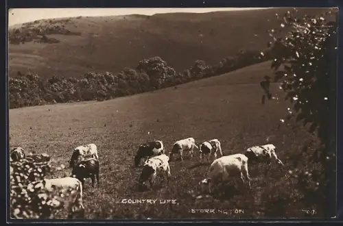 AK Storrington, Country Life
