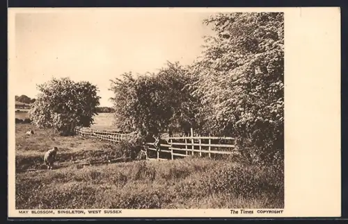 AK Singleton, May Blossom