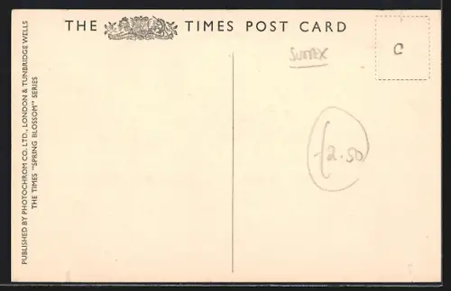 AK Singleton, May Blossom