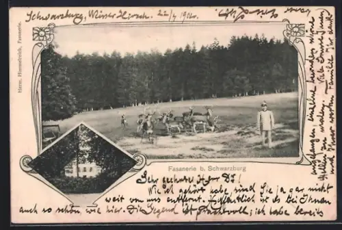 AK Schwarzburg, Fasanerie, Wildgehege