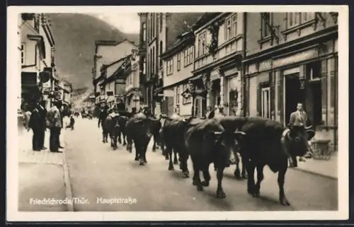 AK Friedrichroda /Thür., Hauptstrasse, Viehtrieb, Fachwerkhäuser
