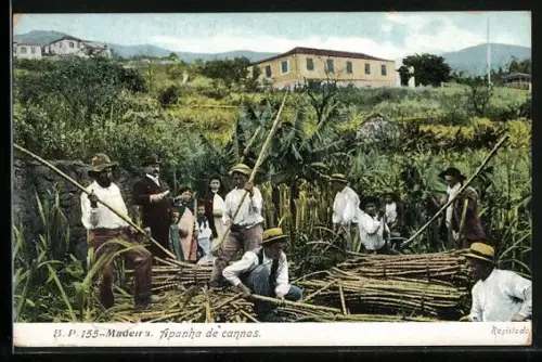 AK Madeira, Apanha de cannas