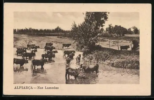 AK Alpiarca, Nas Lamedas