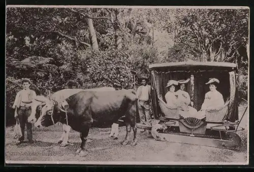 AK Madeira, Bullock Car