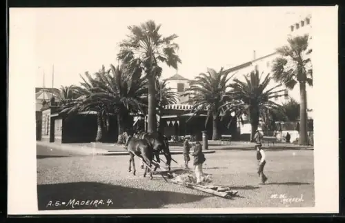 AK Madeira, Strassenpartie, Schlitten mit Pferdegespann