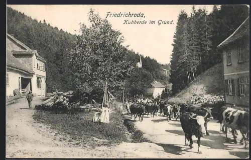 AK Friedrichroda, Kuhherde im Grund